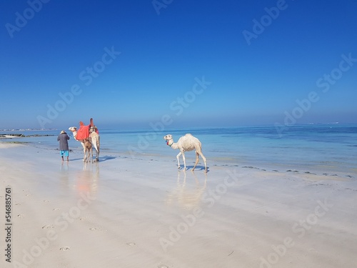 Dromadaire sur plage paradisiaque eau turquoise photo