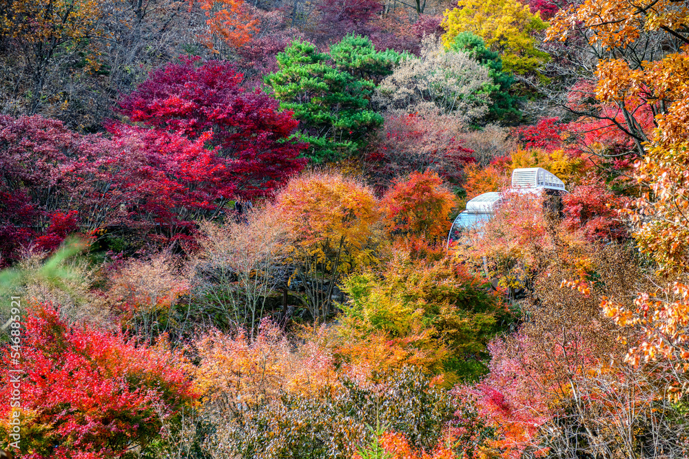 autumn in forrest