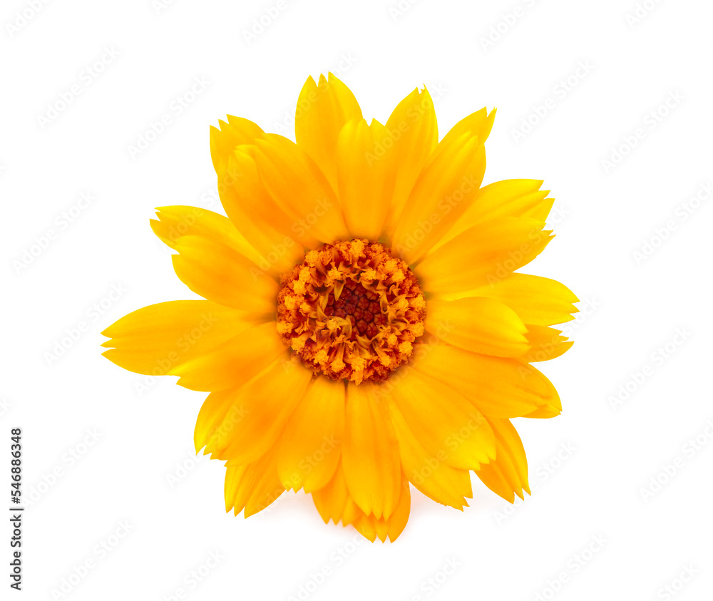 Calendula. Flower  isolated on white background.