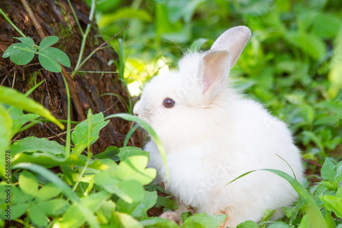 A white rabbit on the grass with a green background