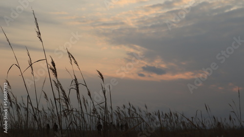 A faint field of reeds