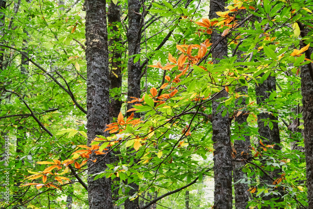 Naklejka premium Diagonal organge colored branch leaves of chestnut tree green colored with trunks on background