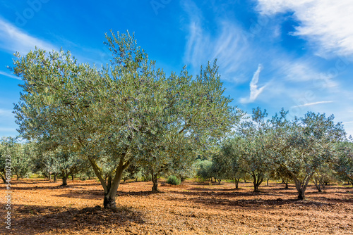 Scenic view of olive orchard in Provence south of France against dramatic sky