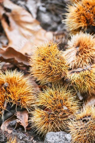 Sweet chestnuts thorougbreds on floor to harvesting fresh chestnuts in forest