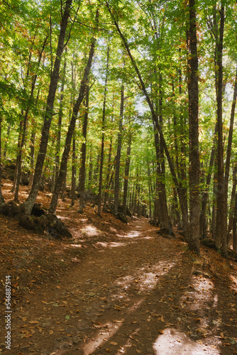 Fototapeta natura jesień wzgórze las krajobraz