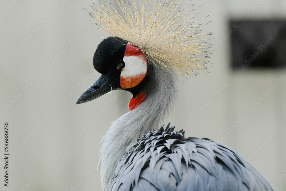 Fototapeta premium Gray crowned crane (Balearica regulorum) is a species of large bird in the family of cranes, inhabiting mainly dry savannas in Africa.