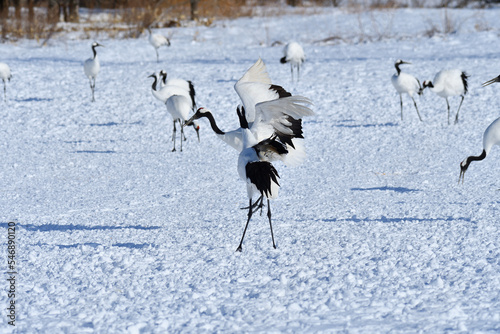 Bird watching, red-crowned crane, in winter