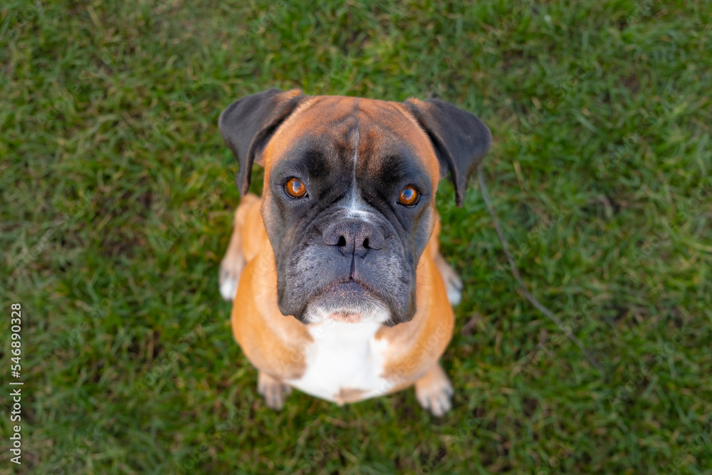 Cute boxer dog looking into the camera