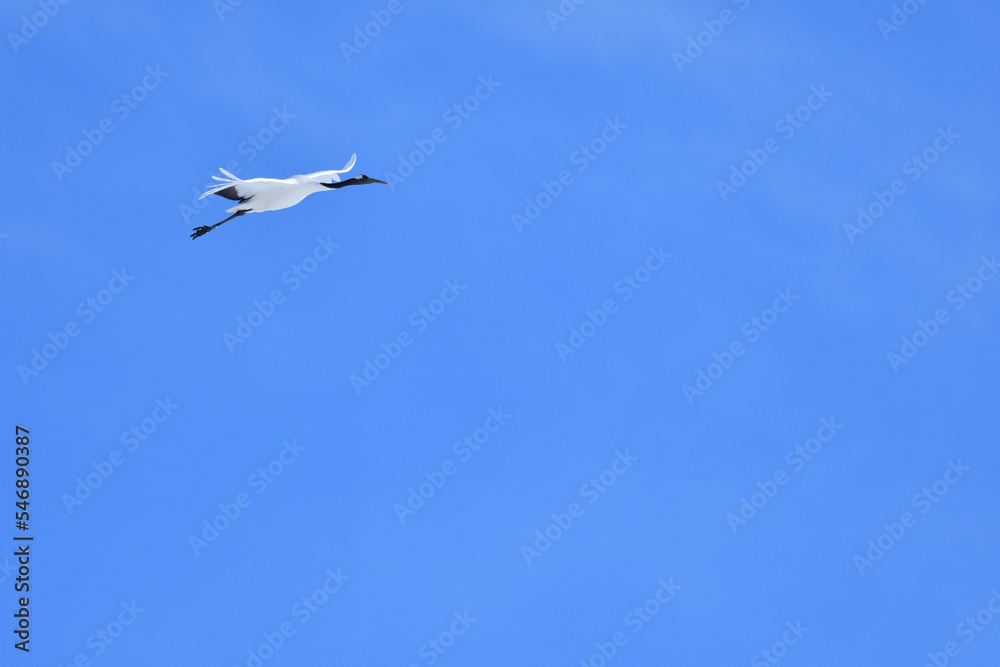Bird watching, red-crowned crane, in
winter Bird watching, red-crowned crane, in
winter