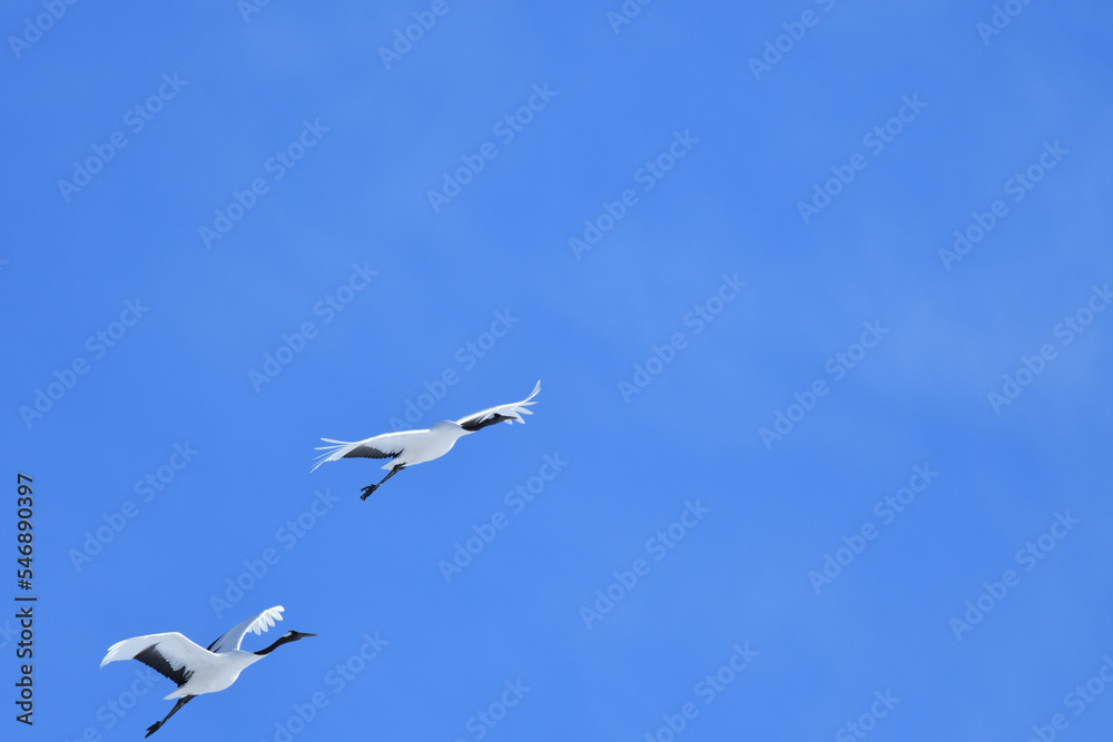 Bird watching, red-crowned crane, in
 winter