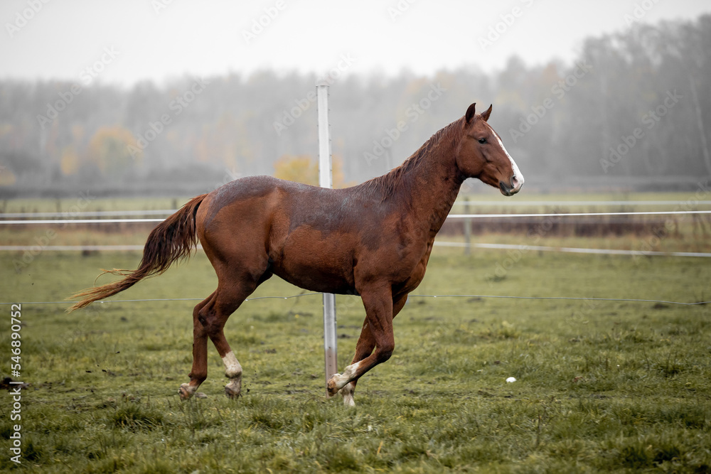 Obraz premium Beautiful young horses gallop across the green field