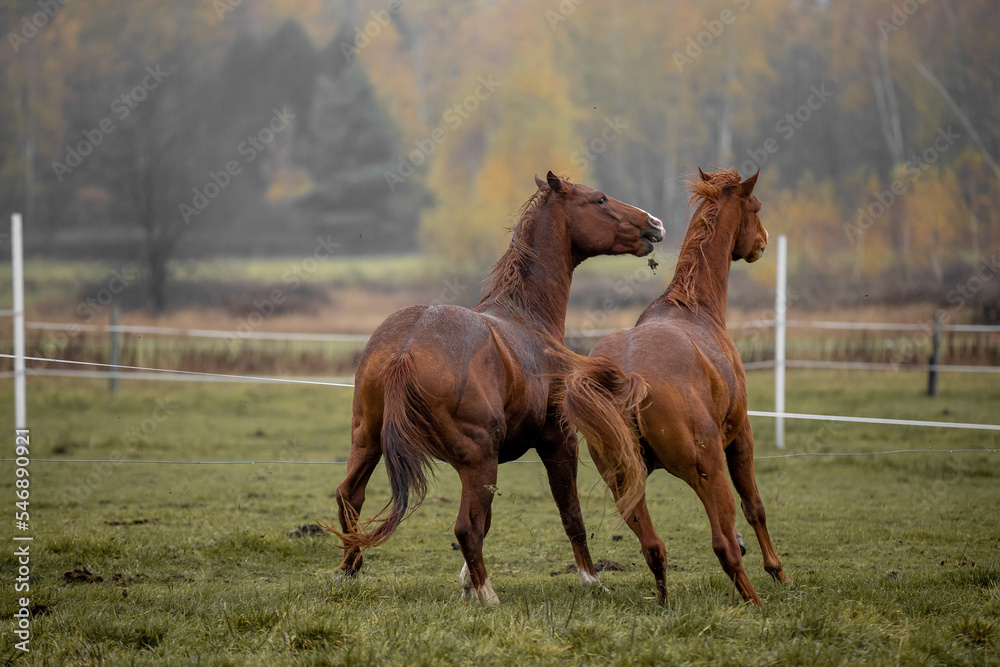 Fototapeta premium Beautiful young horses gallop across the green field