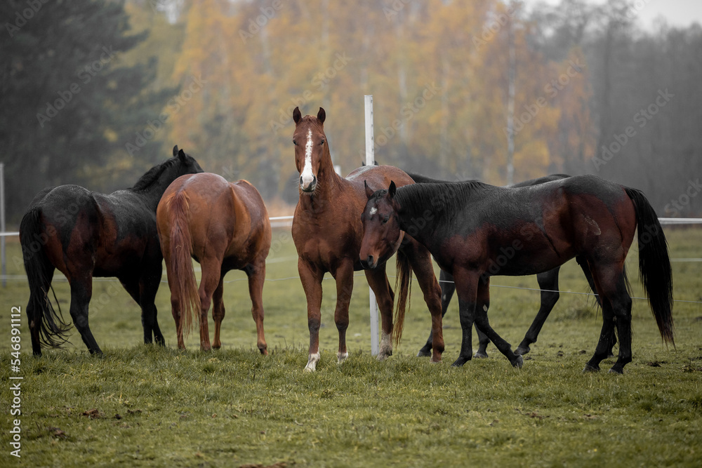 Beautiful young horses gallop across the green field Beautiful young horses gallop across the green field