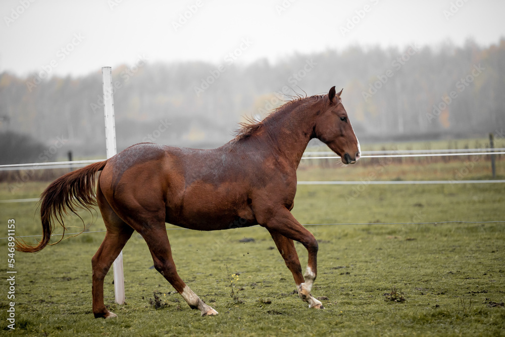 Fototapeta premium Beautiful young horses gallop across the green field