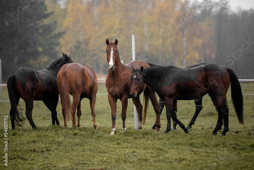 Beautiful young horses gallop across the green field