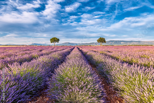 Scenic view of lavender field with two almond trees during warm summer sunset in Provence south of France