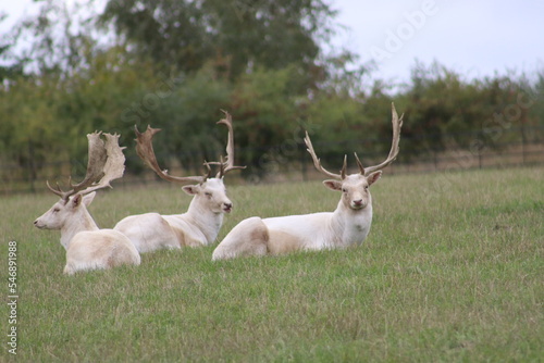 Fototapeta Naklejka Na Ścianę i Meble -  Stag and Deer in the Park
