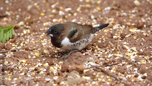 Bronze mannikin (Spermestes cucullata)  on the ground, eating bird seed, in a backyard in Pretoria, South Africa photo
