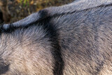 Black stripe on gray back of donkey