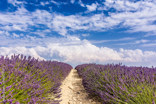 Fototapeta Naklejka Na Ścianę i Meble -  Scenic view of a lavender field in Provence against summer dramatic sky