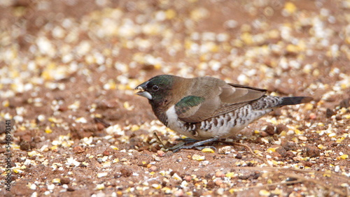 Bronze mannikin (Spermestes cucullata)  on the ground, eating bird seed, in a backyard in Pretoria, South Africa photo