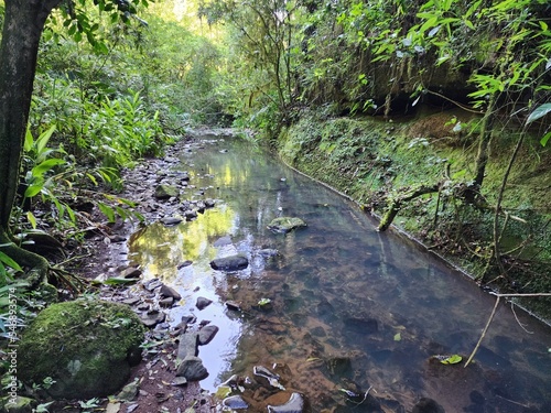 riacho, arroio de água na selva