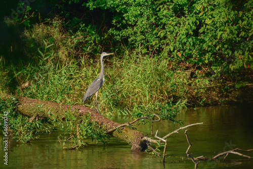Gray Heron  Ardea cinerea  - a large water bird with gray plumage and a long neck. The bird stands on a fallen tree on the river bank among green vegetation.