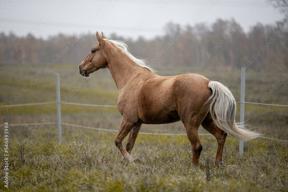 Fototapeta premium A beautiful horse gallops across a green field