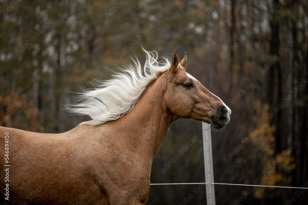 Fototapeta premium A beautiful horse gallops across a green field