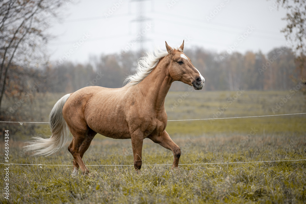 A beautiful horse gallops across a green field A beautiful horse gallops across a green field
