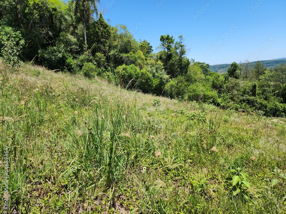 vegetação em terreno inclinado
