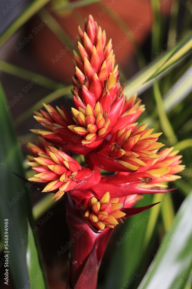Beautiful blooming bromeliad in sunny July Beautiful blooming bromeliad in sunny July