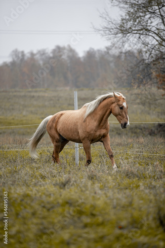 A beautiful horse gallops across a green field