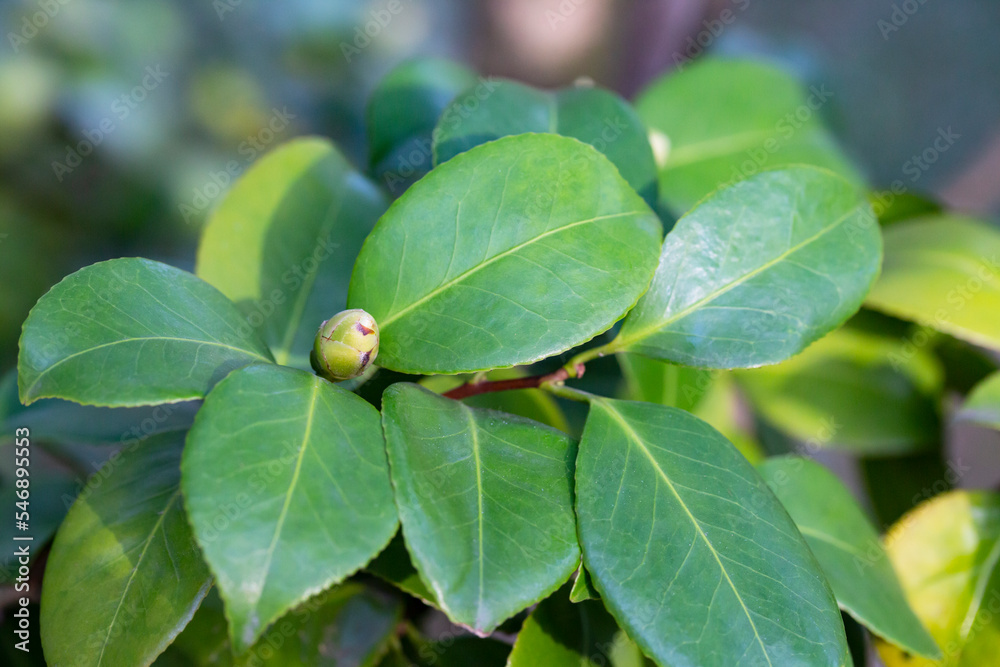 Young green leaves and a bud of Japanese camellia on a branch. Natural spring background Young green leaves and a bud of Japanese camellia on a branch. Natural spring background