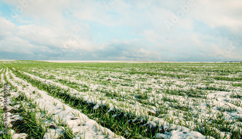 Agriculture. Snow-covered rows of wheat field. Green wheat under the snow.