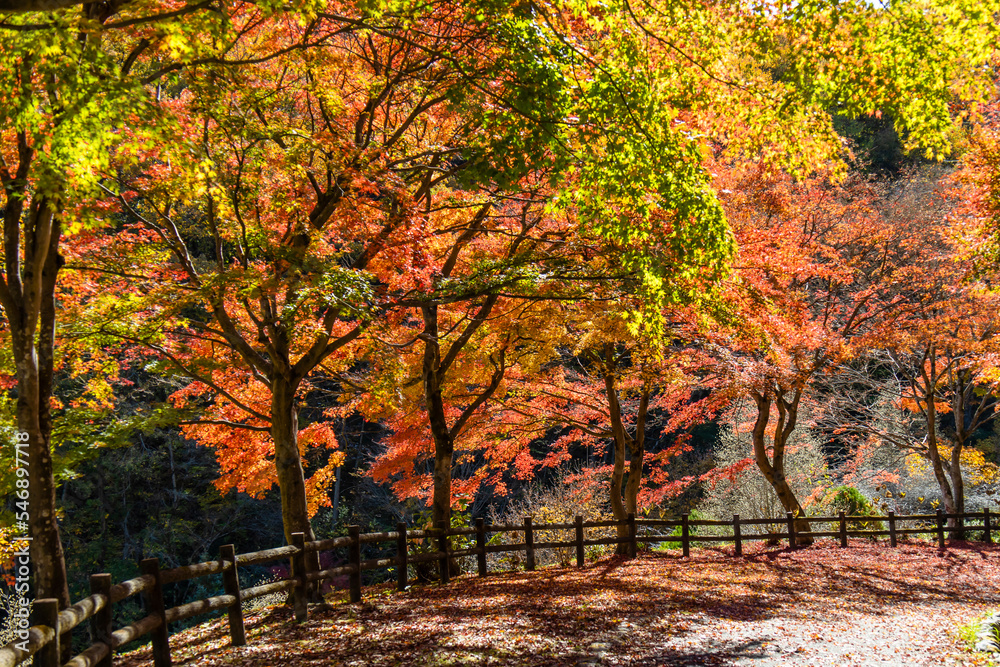 赤に染まりつつあるモミジのある道