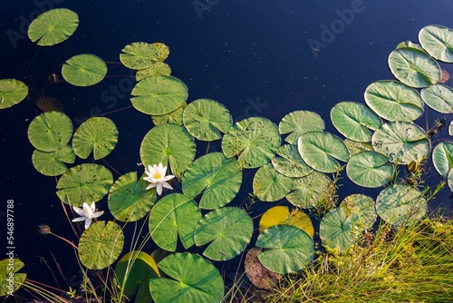 Valokuva Top view of white lotus and green lily pads in the pond
