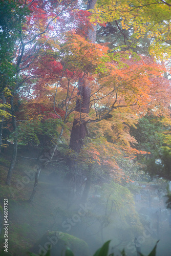 Fototapeta Naklejka Na Ścianę i Meble -  霧の漂う紅葉のモミジのある日本庭園