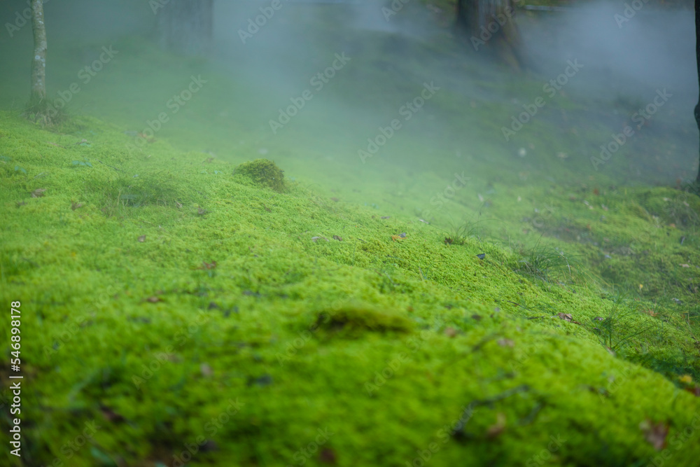 霧の漂う一面の緑の絨毯のような苔