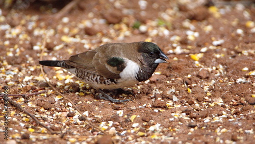 Bronze mannikin (Spermestes cucullata)  on the ground, eating bird seed, in a backyard in Pretoria, South Africa photo