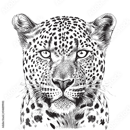 Leopard portrait sketch hand drawn engraving style Vector illustration