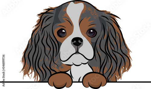 Funny Cavalier King Charles spaniel dog with paws over white wall, pocket vector illustration. Funny dog smiling. Cute dog head on a white background. Hand-drawn mascot.