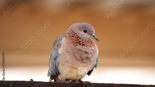 Laughing dove (Spilopelia senegalensis) perched on a fence in a backyard in Pretoria, South Africa