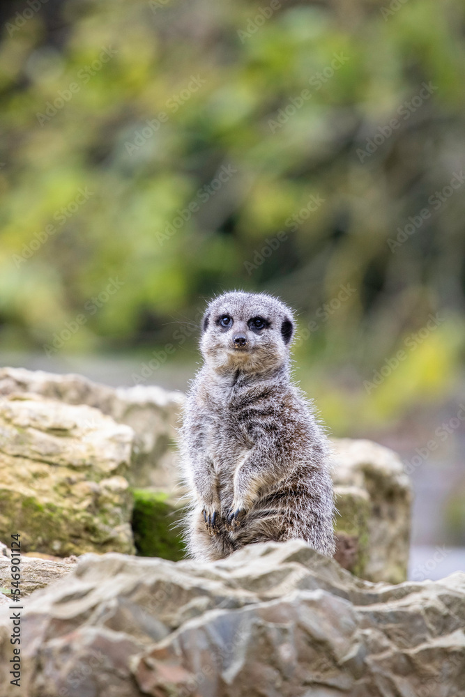 Fototapeta premium meerkat on guard