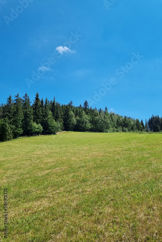 The background of nature  the green meadow and the forest against the blue sky.