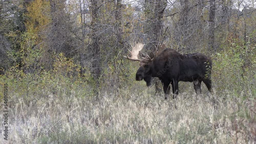 Bull Moose During the Rut in Wyoming in Autumn Bull Moose During the Rut in Wyoming in Autumn
