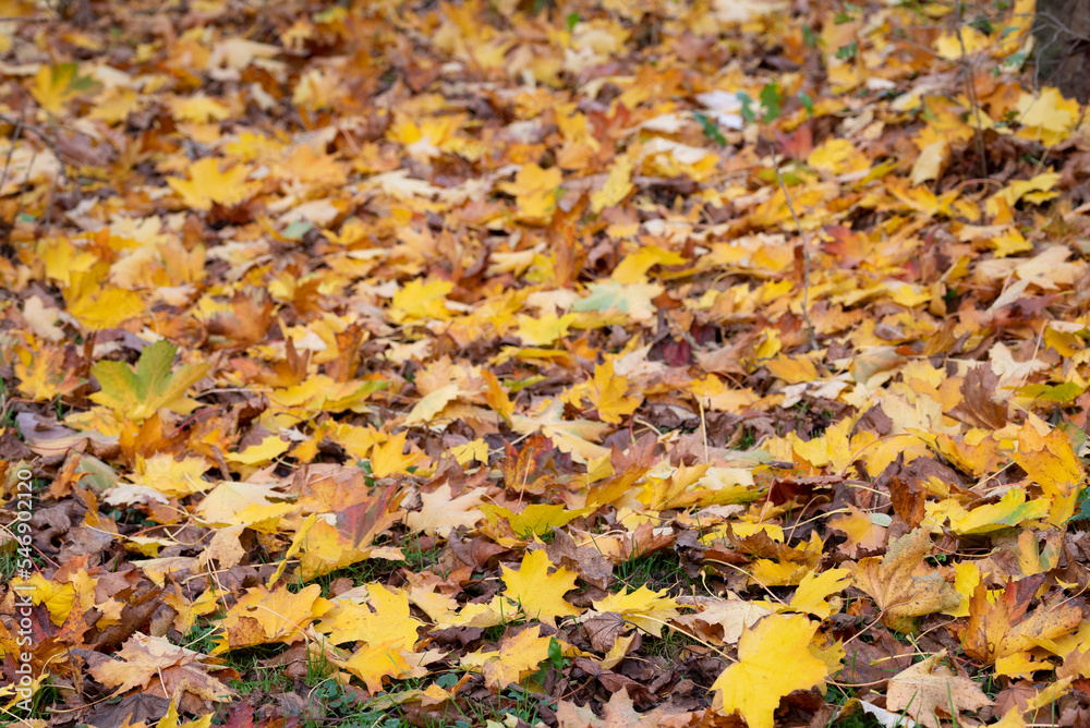 Autumn yellow trees leaves foliage at autumn