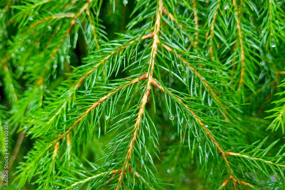 Selective focus, a young green spruce branch after rain in the forest.