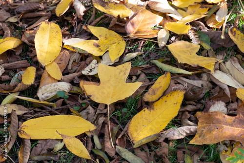 Autumn leaves of a tulip tree, under-surface