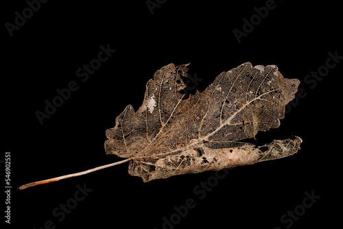Wall Mural Skeleton brown Maple leaf isolated on a black background